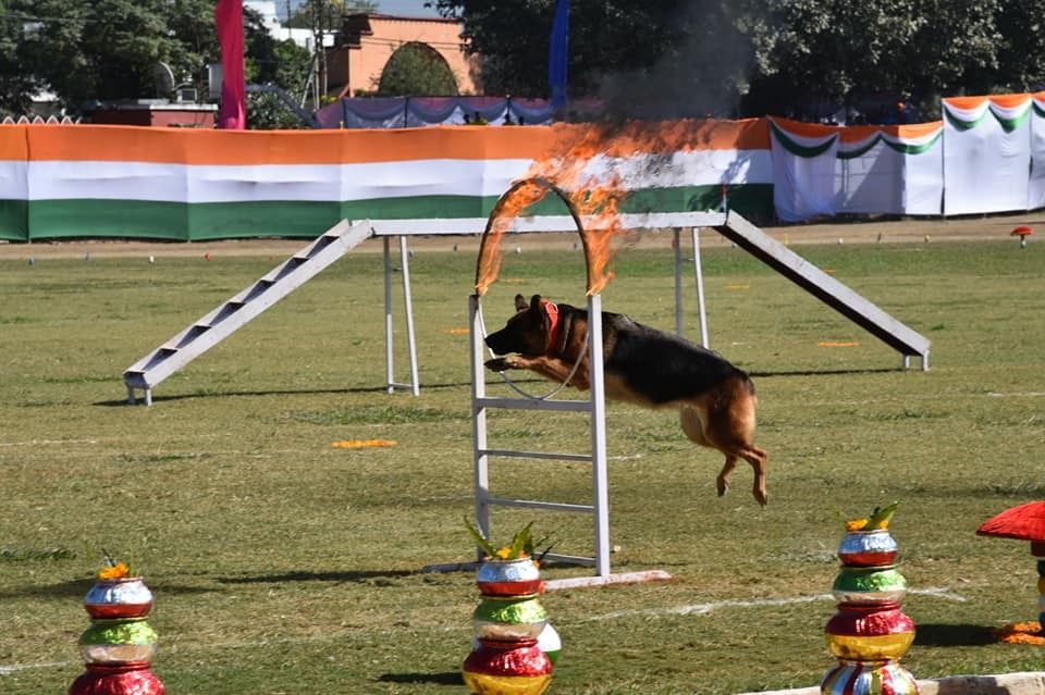 श्वान “ठेंगा